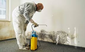 Best Environmental Consulting for Mold Prevention  in Dulce, NM