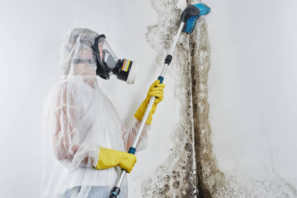 Best Basement Mold Removal  in Dulce, NM