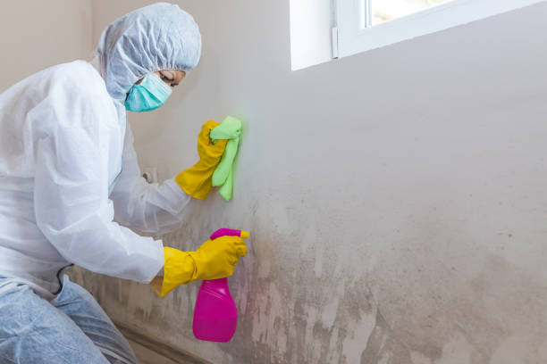 Best Mold Remediation for Healthcare Facilities  in Dulce, NM